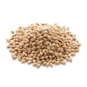 Small pile of high-quality raw whole barley (jow) grains isolated on a clean white background.